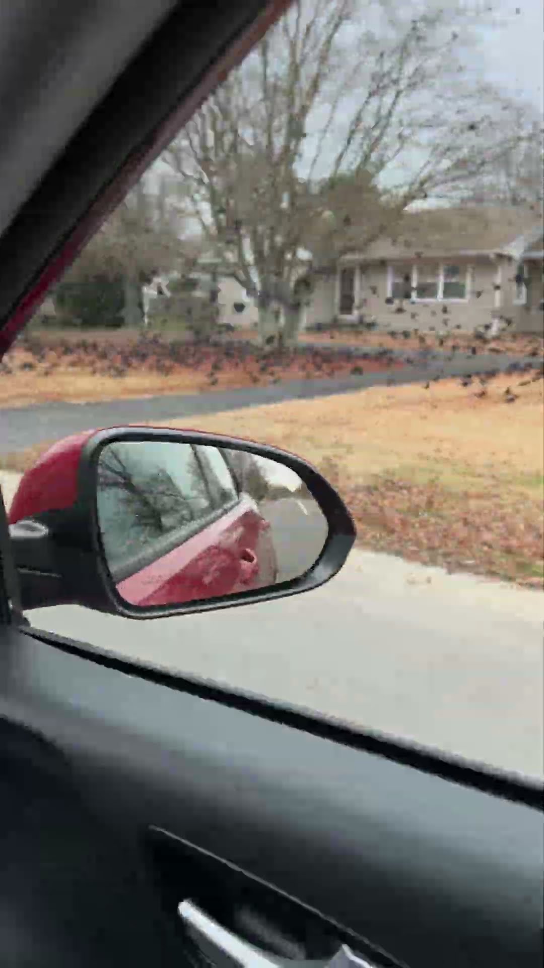 CrowPocalypse in New Jersey || ViralHog