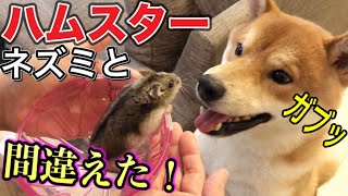 【柴犬】【ハムスター】かわいいハムスターをネズミのオモチャと思い込んで追いかけ回す柴犬　Dog biting a hamster