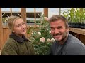 David Beckham debut rose flower named inspired by daughter Harper Beckham