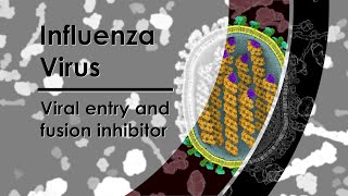 Influenza Virus - Viral entry and fusion inhibitor