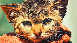 Revealing the Heartwarming Sequel: Our Amazing Journey with the Found Kitten by Fuzzies Pet Grooming 151 views 7 months ago 3 minutes, 42 seconds