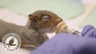 Feeding A Baby Squirrel