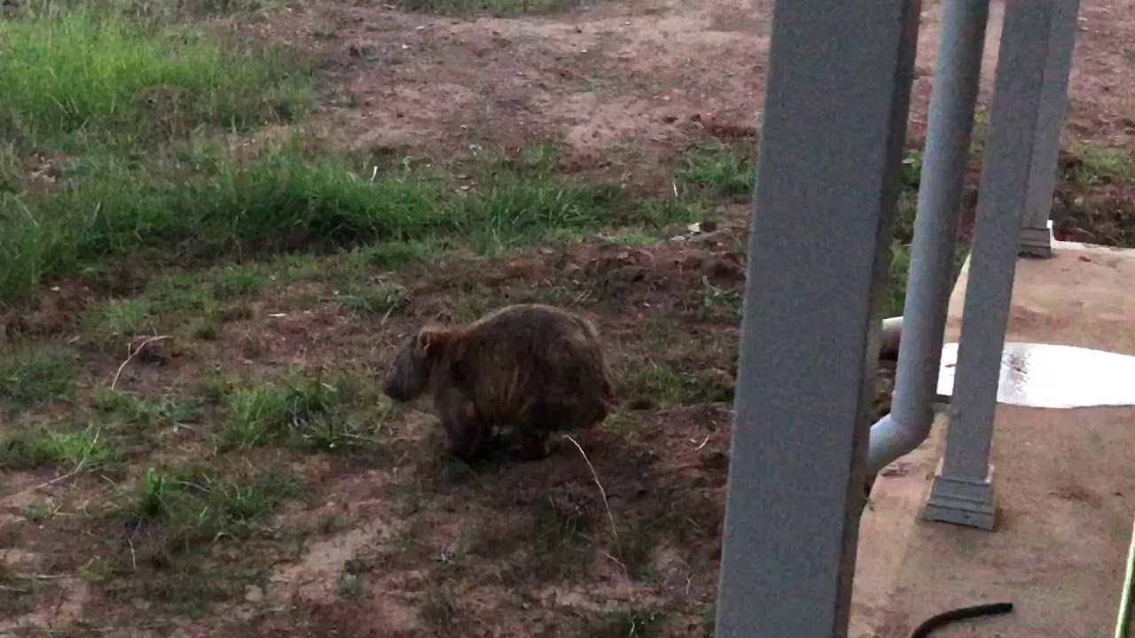 Farting wombat