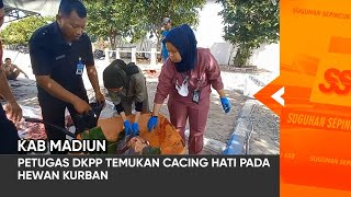 KAB MADIUN - Petugas DKPP Temukan Cacing Hati Pada Hewan Kurban