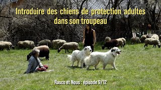 [Episode 9] Introduire des chiens de protection adultes dans son troupeau