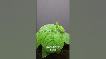 Growing Cucumber From Seed #timelapse #cucumber #shorts