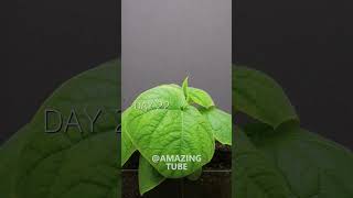 Growing Cucumber From Seed #Timelapse #Cucumber #Shorts
