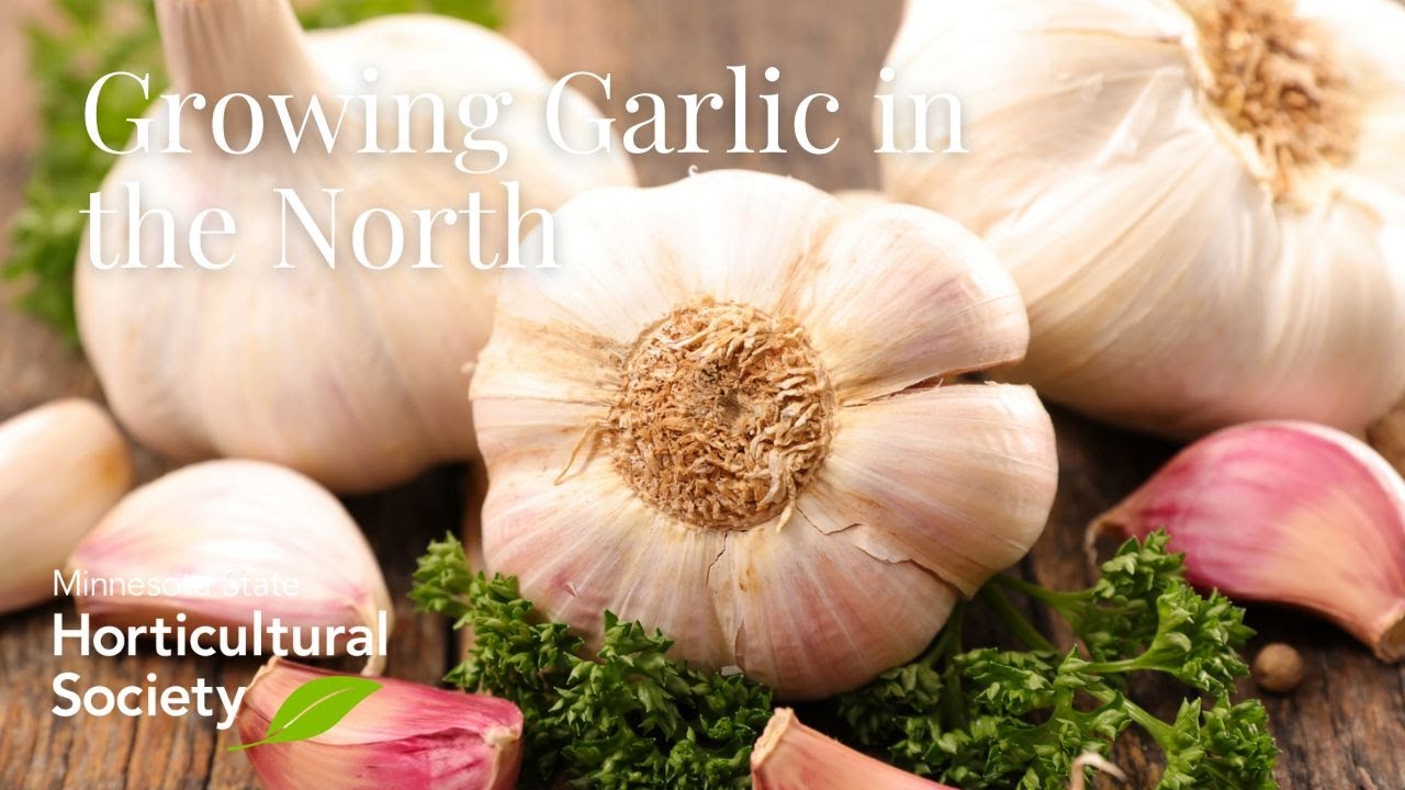 Growing Garlic in the North