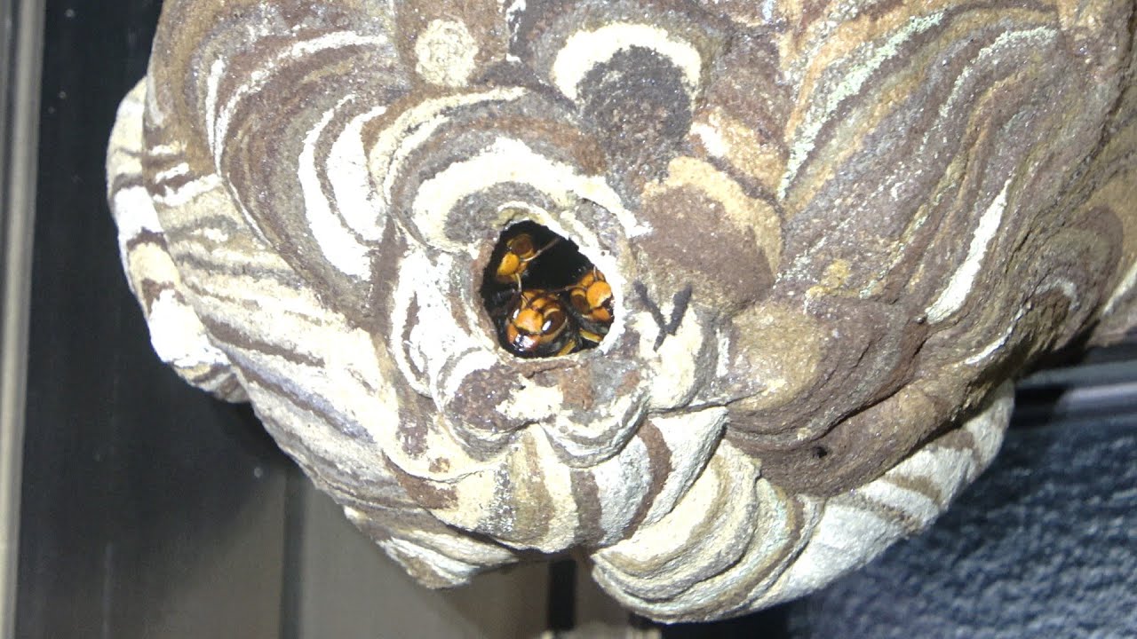 生き物YouTuberに狙われたスズメバチの巣の末路