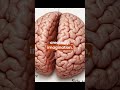 The Nervous System Explained Simply | Brain, Neurons & Signals