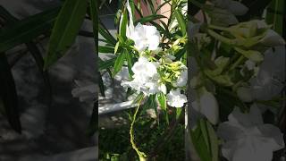 White arali flower plant | White oleander flower plant | White Nerium plant