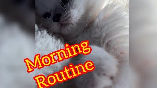 Good Morning 😻 by PetTanFun 15 views 2 months ago 1 minute, 6 seconds