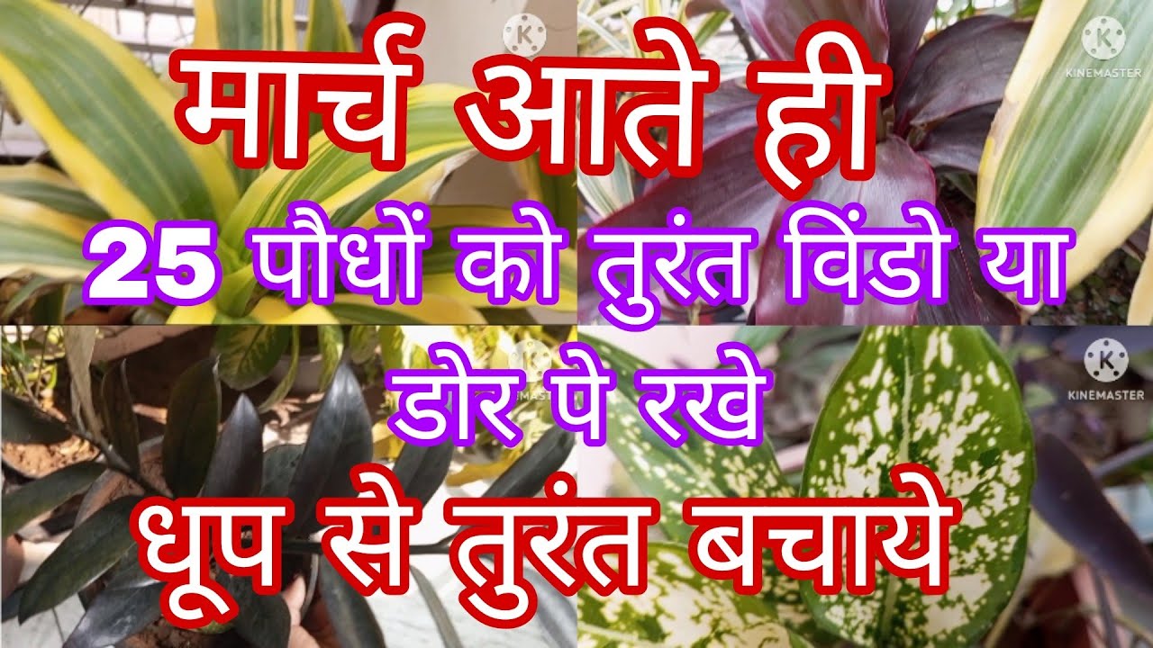 मार्च आते ही इन 25 पौधों को खिड़की,डोर पे लगाए,बिंदास चलेंगे/कटिंग से छोटे पॉट,बोतल में चलेंगे