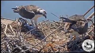 Farewell  San Francisco Bay Ospreys 2017