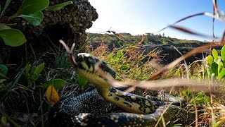 Celebrity Giant Python Strikes Back! Profile