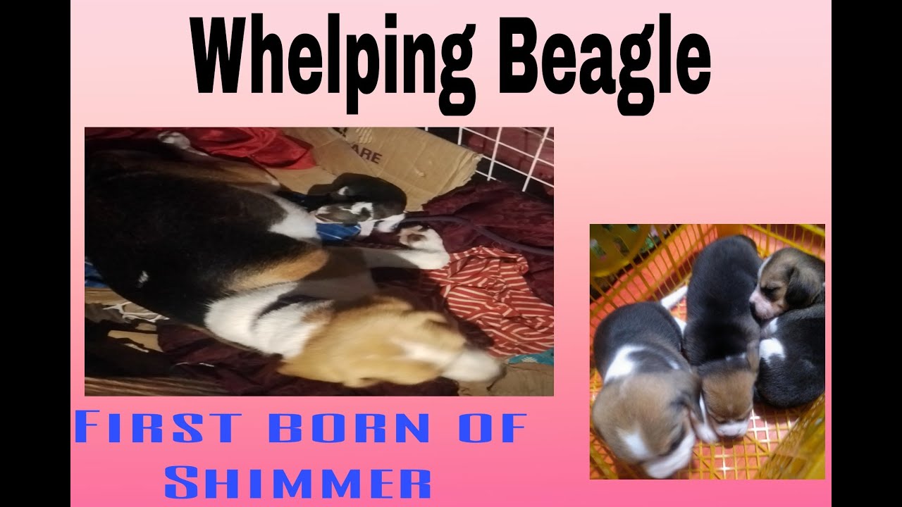 How to Help Beagle Puppy drink their Vitamins ☺️ YouTube