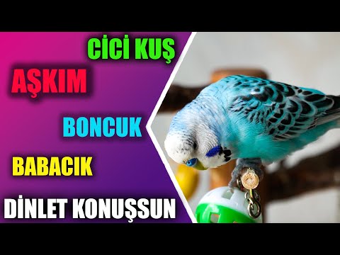 Cici Kuş Aşkım Babacık Konuşan Muhabbet Kuşu Boncuk Dinlet Konuşsun