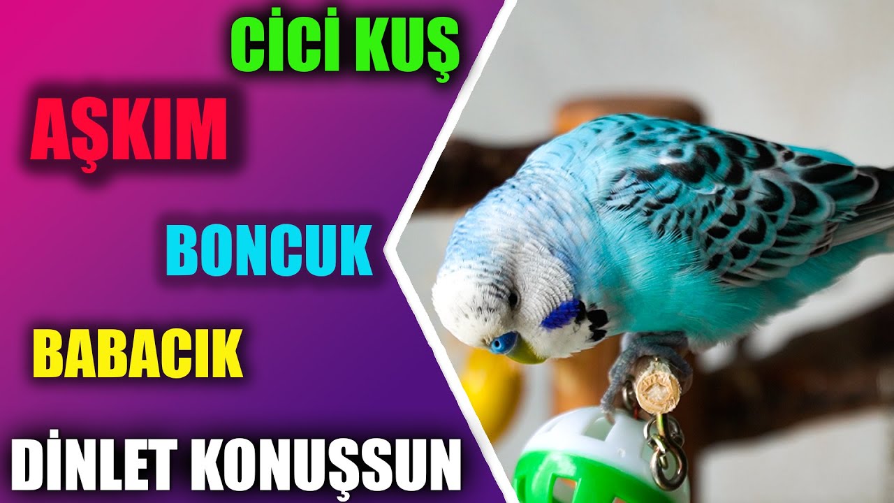 Cici Kuş Aşkım Babacık Konuşan Muhabbet Kuşu Boncuk Dinlet Konuşsun