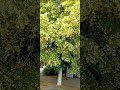 floare de tei în explozii