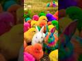 Tangkap Ayam Lucu, ayam warna warni, ayam rainbow, kelinci lucu, bebek lucu, ikan koi, Hewan Lucu