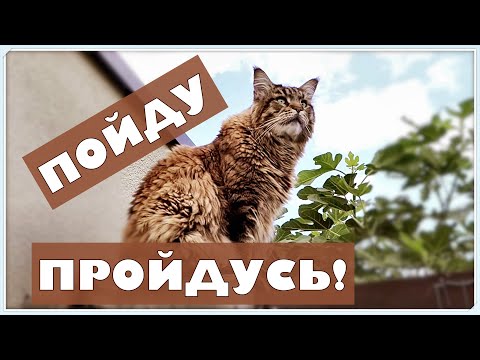 Video: Disneilendo Katės: Laukinės Katės, Kurios Gyvena Pelės Namuose
