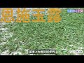 十大绿茶EP8：恩施玉露