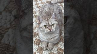 “He’s just a cat” 🐈 #cats #catsofyoutube #funnycats #catlove