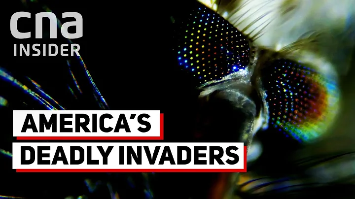 Why Are Deadly Mosquitoes Invading The US? - DayDayNews