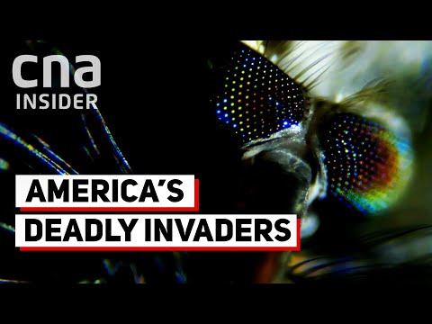 Videó: A konyhában lévő szúnyogok katasztrófa! Adja meg őket szemetet, piszkot és vizet