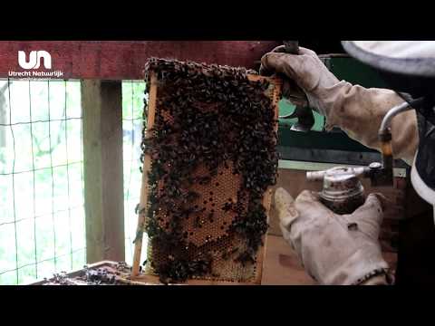 Video: Wat is een bijenstal?