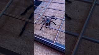 Tarantulas On The Loose Monocentropus Balfouri Escaped? Old World Socotra Island Blue Leg Baboon