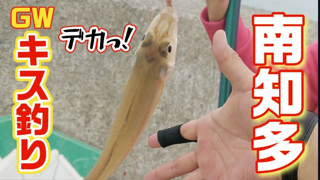 【愛知県釣り】春の知多半島へキス釣りへ行ってみた！夫婦で楽しむファミリーフィッシング！