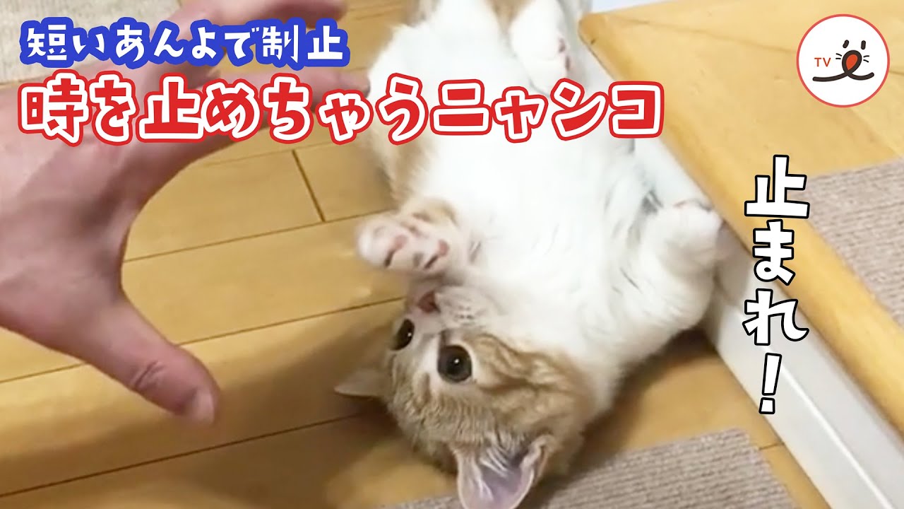 止められる 徐々に迫りくる手を阻止するために猫さんが使った能力とは Yahoo Japan