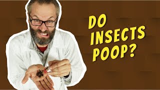 Do Insects Poop? | Buggin’ Out