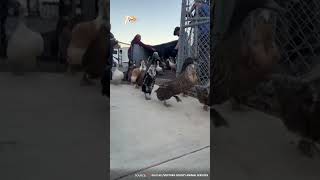 Animal shelter rescues 80 ducks from fires in California #geonewsenglish #animals #shorts