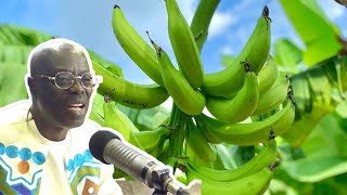 ' PLANTAIN AND OTHER HEALTHY CARBS ARE GOOD FOR HEALTH'-  Oheneba Ntim Barimah