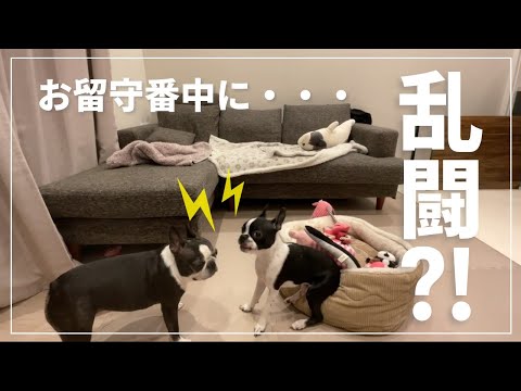 【かわいい犬】犬2匹のお留守番をモニタリングしてみたら、思いのほか激しかった・・・！| ボストンテリア