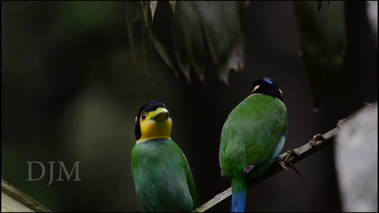 Long tailed broadbill นกพญาปากกว้างหางยาว อุทยานแห่งชาติแก่งกระจาน