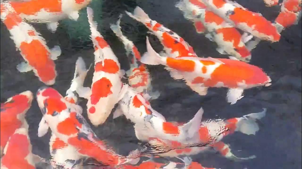 Momotaro Koi Farm Grendel-Koi 2015