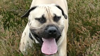 My crazy sweet Boerboel by Boerboel Yzer 129 views 6 months ago 2 minutes, 44 seconds