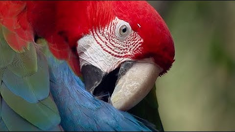 Rewilding - The Journey to Return to Nature (Extended)