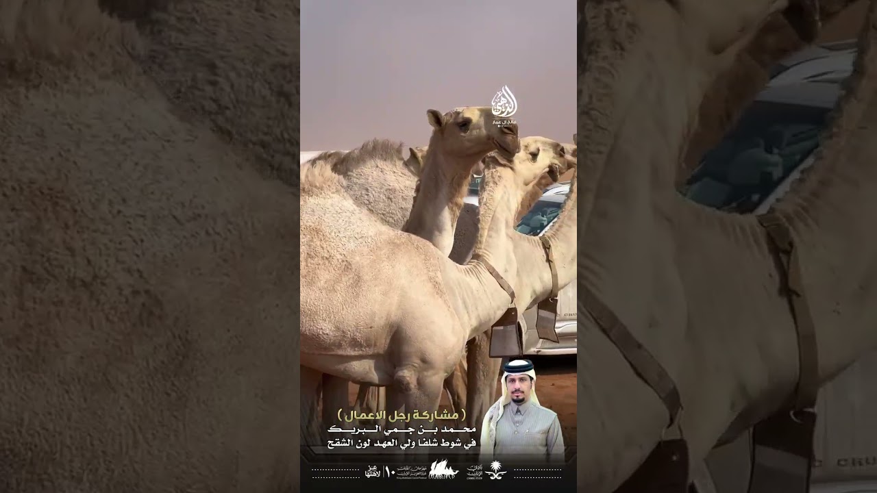 مشاركة محمد جمي البريك_شقح_شلفا ولي العهد 