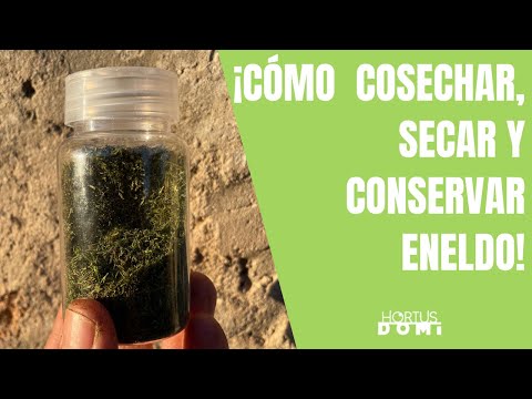 Video: Cosecha de eneldo - Cómo secar hierba y semillas de eneldo