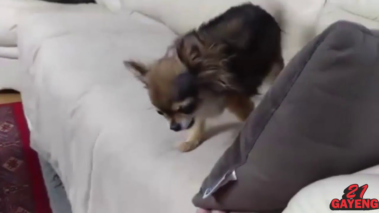 LUCU BANGET Video Anak Anjing Lucu Dan Pintar YouTube