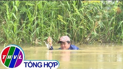 THVL | Thu nhập hấp dẫn từ việc "săn" ếch đồng mùa nước nổi