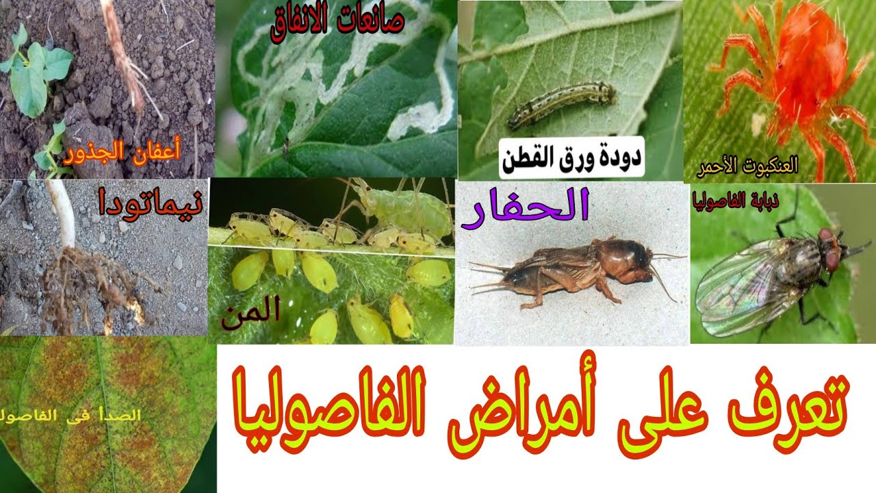 أمراض الفاصوليا وأفضل مبيد لكل مرض و 5 أخطاء يفعلها المزارع تؤدي لإصابة الفاصوليا بالأمراض