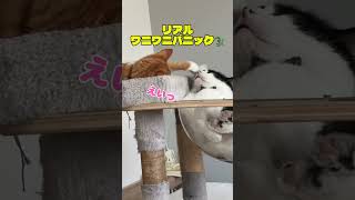 リアルワニワニパニック！ #shorts #cat #ねこ #ねこのいる暮らし #保護猫 #ワニワニパニック #多頭飼い