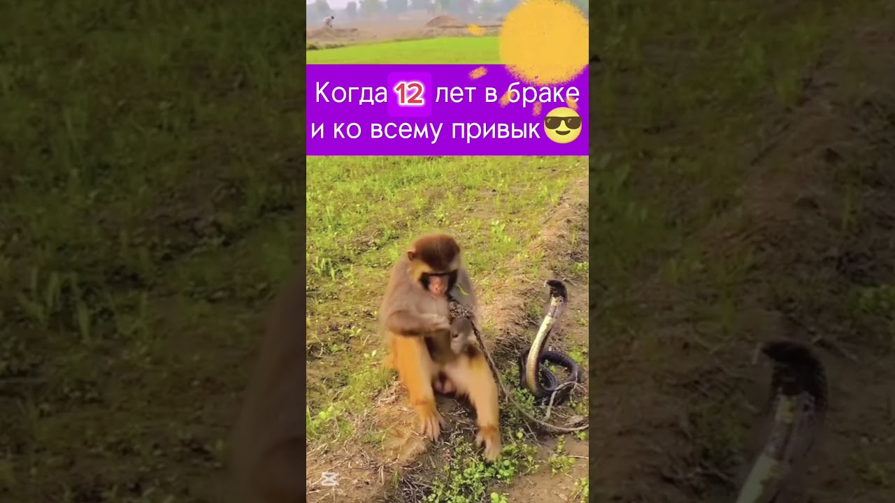 Обезьяна и кобра. Обезьяна и змея. Когда 12 + лет в браке. Со временем привыкаешь ко всему.