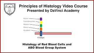 Histology of Red Blood Cells and ABO Blood Group System [Blood Histology 1 of 3]