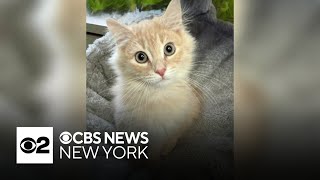 Furry Friend Finder: Meet Wally from the Humane Society of New York
